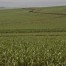 Processamento de cana no NE na safra 2017/18 deve crescer para 50 mi de t
