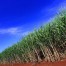 Unica estima moagem para o Centro-Sul em 2017/18: 585 milhões de toneladas