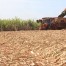 Conab estima que safra 2015/16 encerre com 658,7 milhões de toneladas de cana