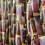 217 usinas e 6 milhões de hectares: maior censo já realizado desvenda as variedades que dominam os canaviais do Brasil
