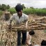 Índia passa de exportador a importador de açúcar após El Niño