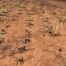Canaviais viram desertos em cidades situadas no epicentro da seca nordestina