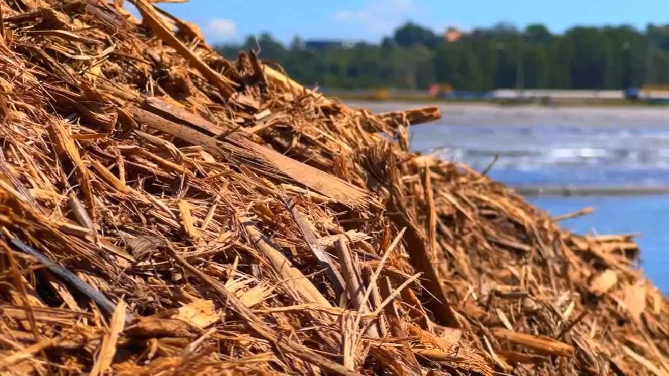 Bagaço de cana ajuda a limpar águas e vira adubo para hortas de Jundiaí (SP)