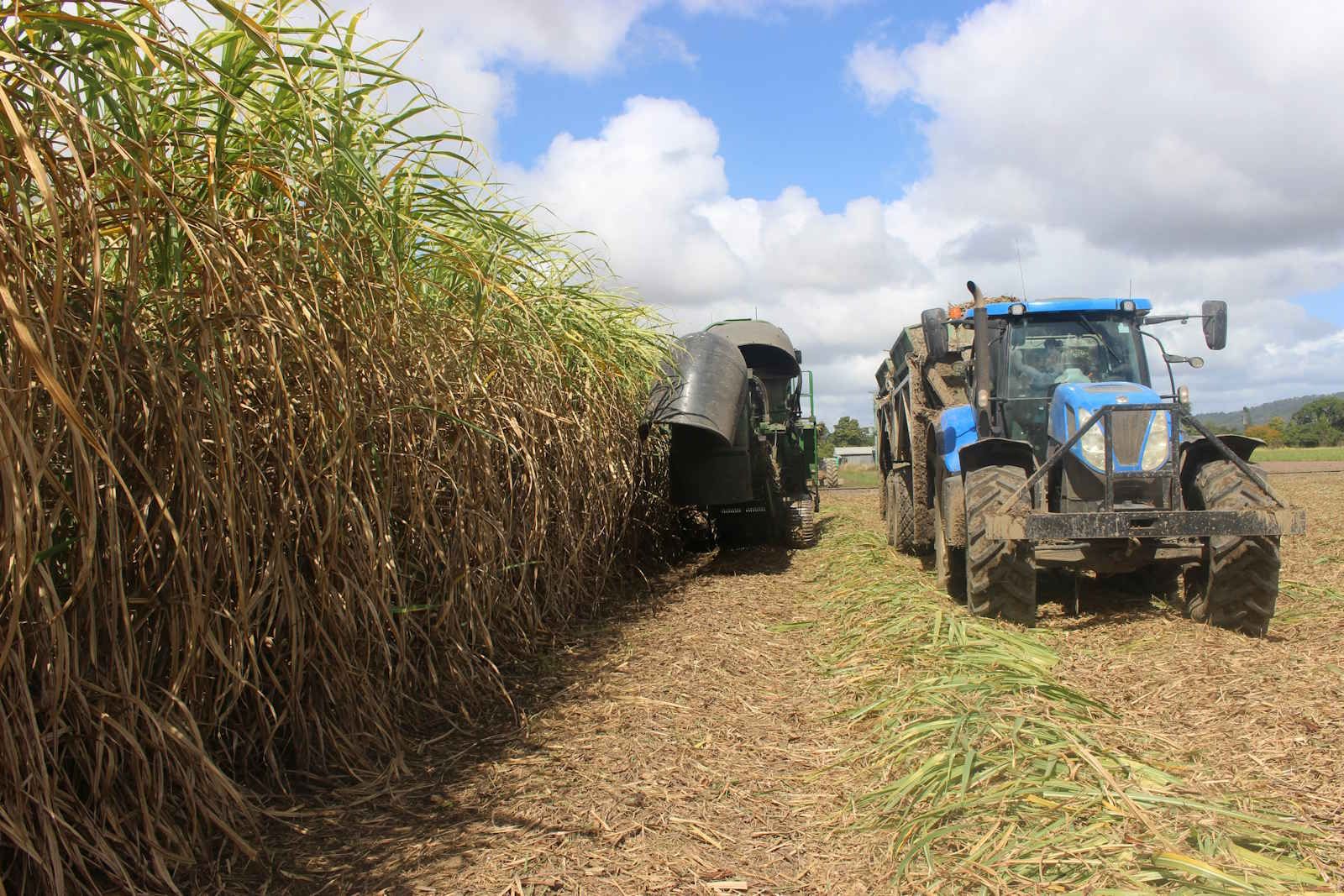 Pecege estima 14 mi toneladas de cana bisada em 2026/27; volume pode ser ainda maior