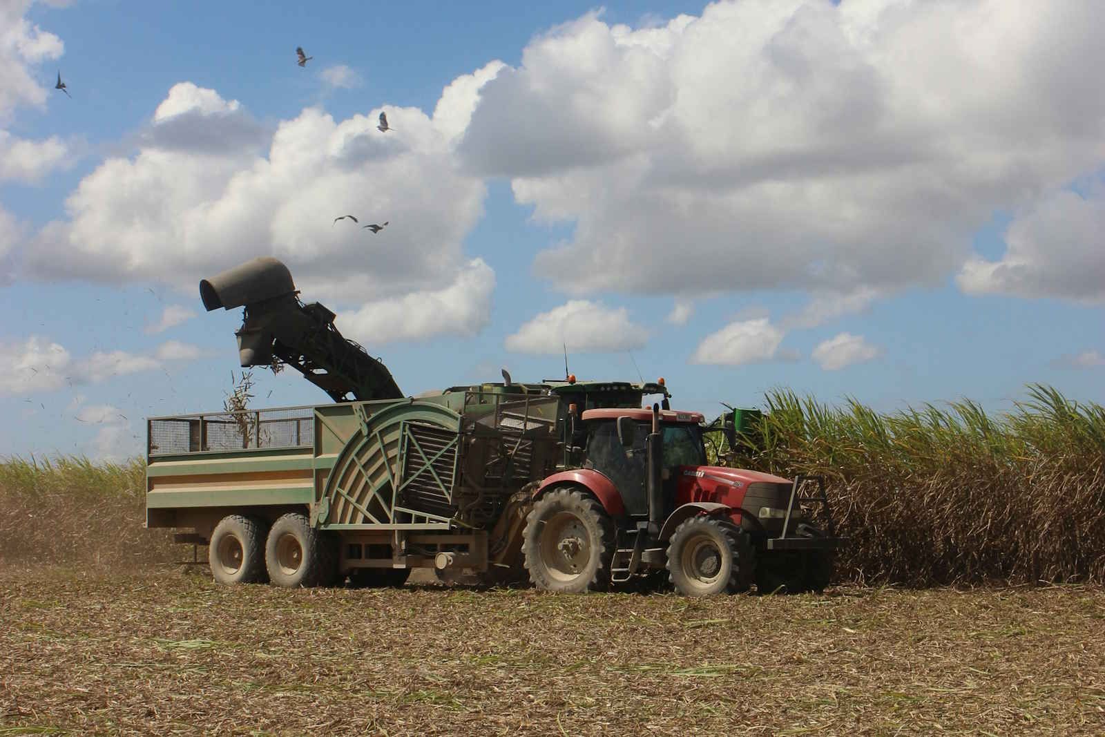 Chuvas devem deixar mais de 35 milhões de toneladas de cana no campo, projeta Datagro