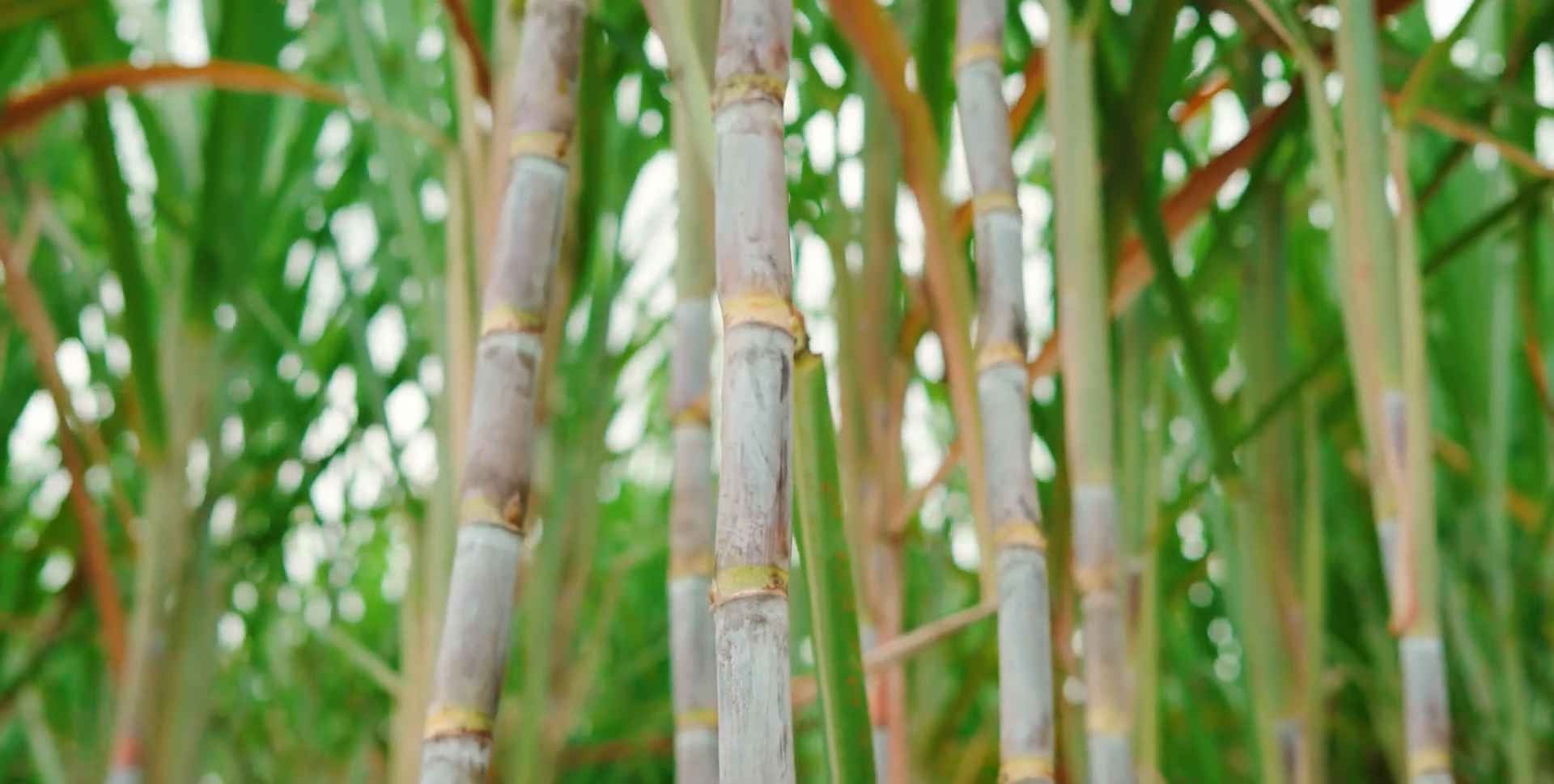 Preço do ATR sobe 7,3% em Pernambuco com alta nos produtos e mudanças no mix