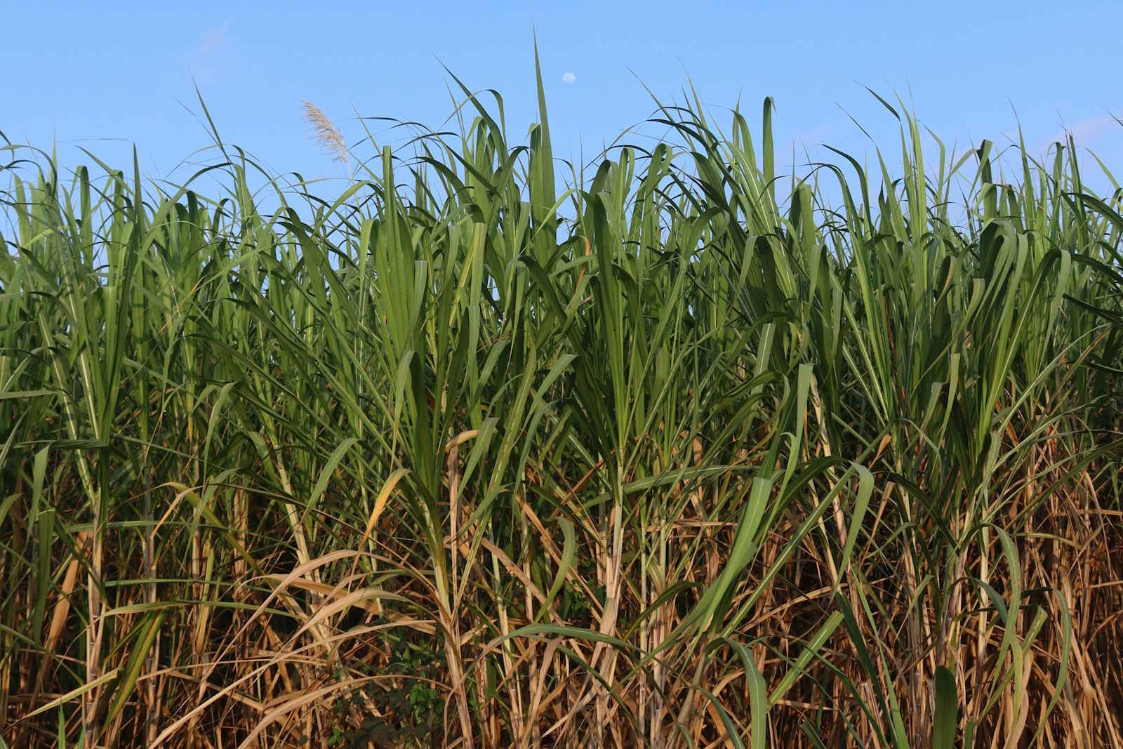 Produção de açúcar do Centro-Sul cai quase 5% na 2ª quinzena de agosto, indica governo