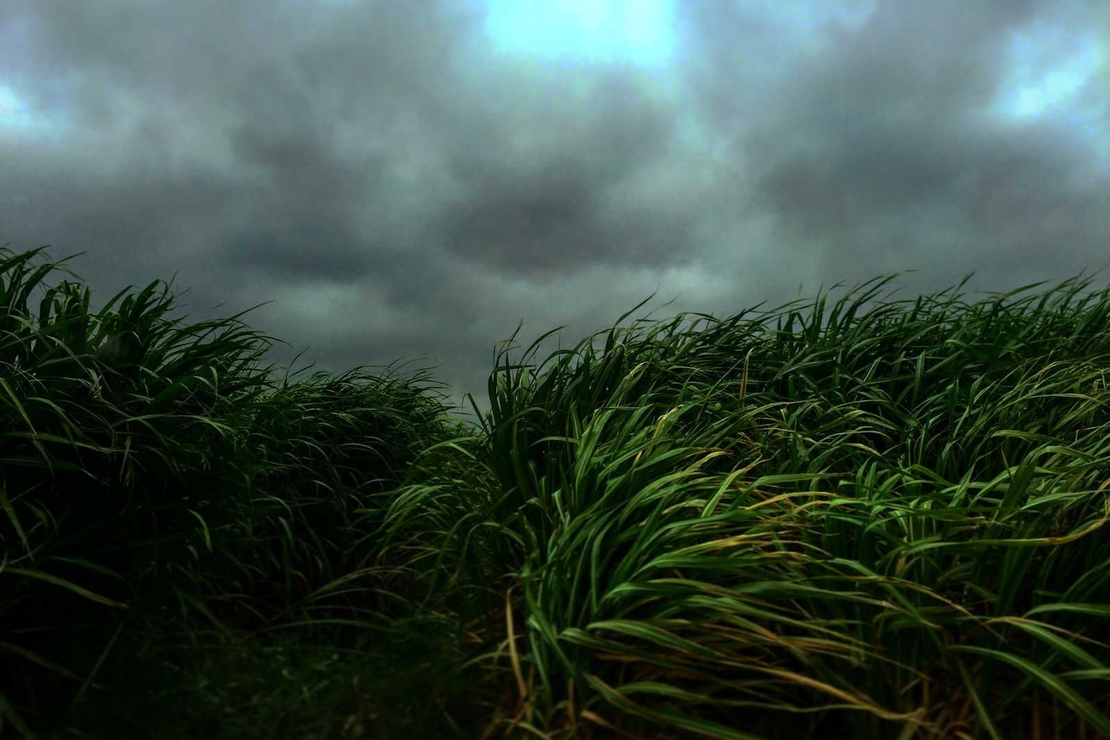 Chuvas atrasam moagem de cana e já comprometem produção de açúcar no Brasil