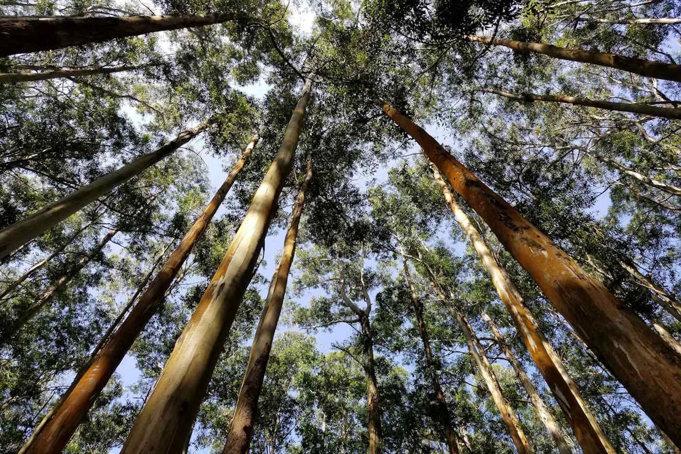 Expansão do eucalipto coloca MS atrás apenas de MG em florestas plantadas