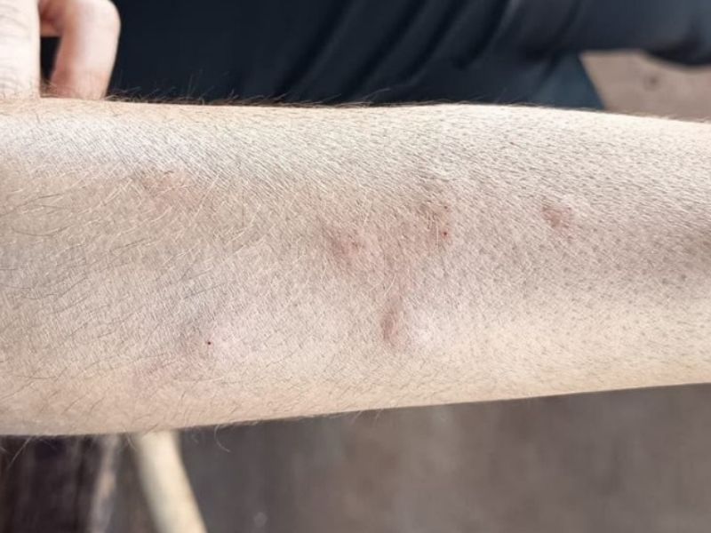 MPMS investiga possível relação entre usina de açúcar e etanol e infestação de moscas em Angélica