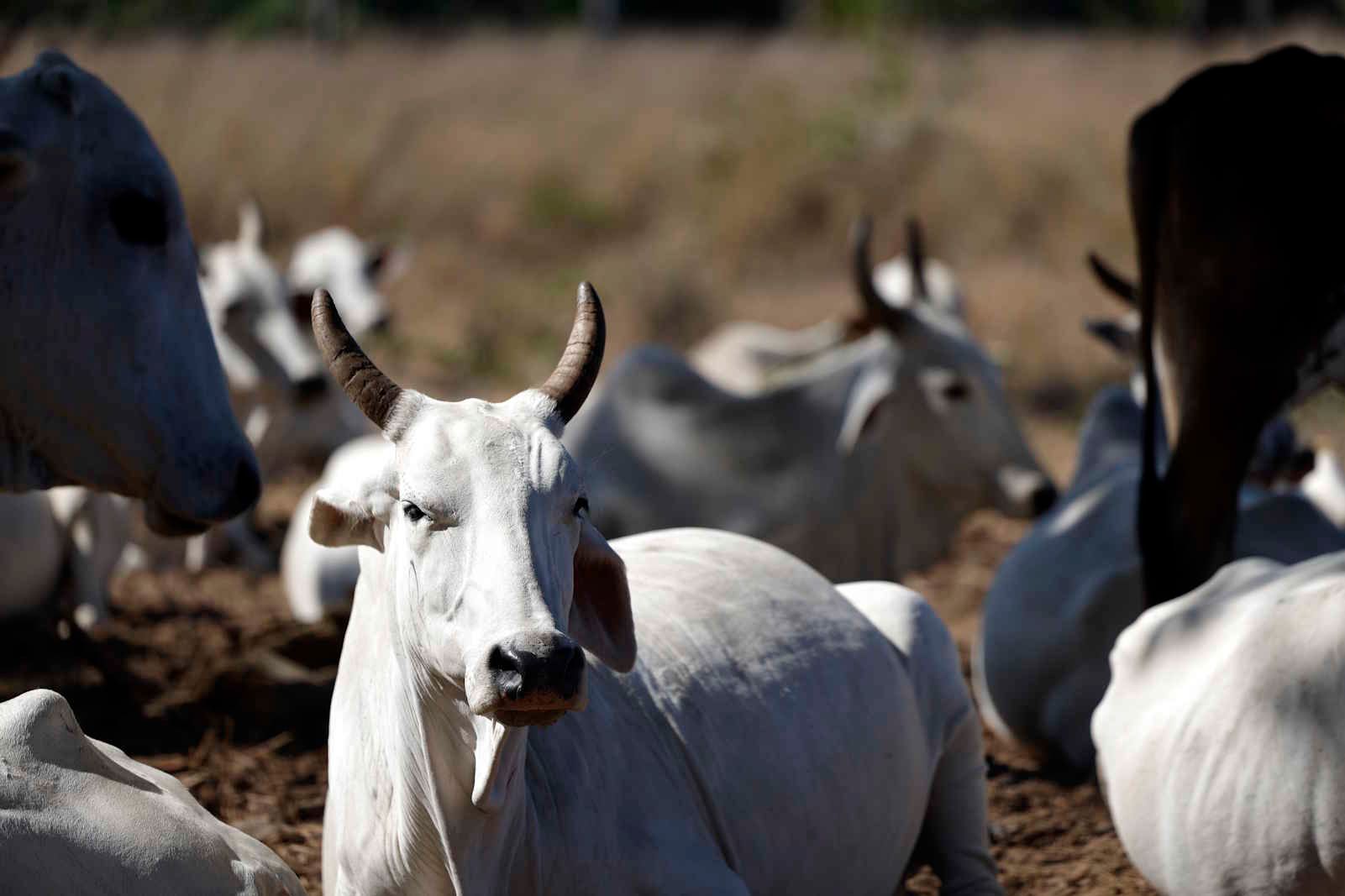 Áreas antes ocupadas pela cana ganham espaço para a pecuária no Nordeste